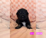 Small #1 American Pit Bull Terrier Mix