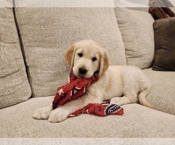 Medium Photo #12 English Cream Golden Retriever Puppy For Sale in HIGH SPRINGS, FL, USA