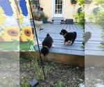 Small Photo #7 Shiba Inu Puppy For Sale in ELIZABETH CITY, NC, USA