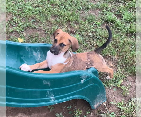 Medium Photo #2 Mutt Puppy For Sale in Germantown, OH, USA