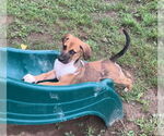 Small #1 Mutt
