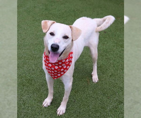 Medium Photo #2 Mutt Puppy For Sale in Rockaway, NJ, USA