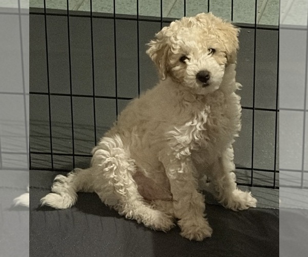 Medium Photo #7 Poochon Puppy For Sale in AUBURN, MA, USA