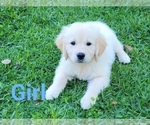Small Photo #7 English Cream Golden Retriever Puppy For Sale in WEEKI WACHEE, FL, USA