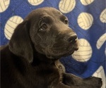 Small Photo #8 Labrador Retriever Puppy For Sale in SPOTSYLVANIA, VA, USA