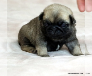 Pug Puppy for Sale in WINNSBORO, Texas USA