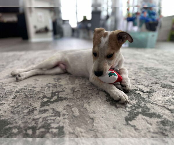 Medium Photo #7 Mutt Puppy For Sale in Holly Springs, NC, USA