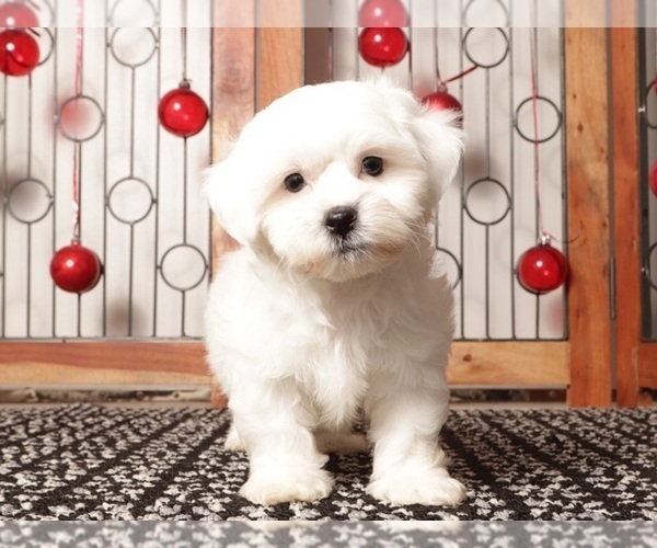 Medium Photo #12 Zuchon Puppy For Sale in NAPLES, FL, USA