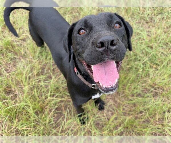 Medium Photo #1 Labrador Retriever Puppy For Sale in Ocala, FL, USA