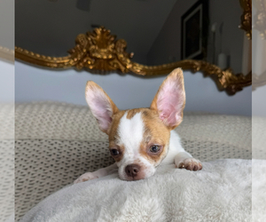 Chihuahua Puppy for sale in CHARLOTTE, NC, USA
