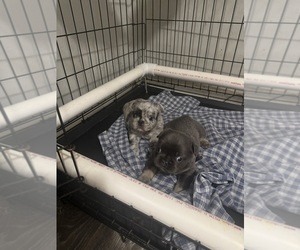French Bulldog Puppy for Sale in MOORE, Oklahoma USA