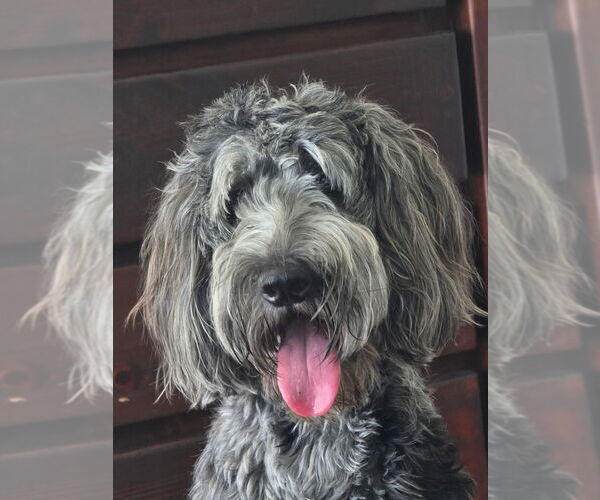 Medium Photo #5 Double Doodle Puppy For Sale in CHULA VISTA, CA, USA