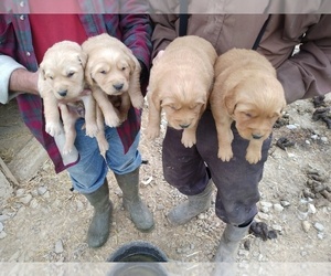 Golden Retriever Puppy for sale in CUSTER, KY, USA