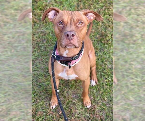 Medium Photo #2 American Staffordshire Terrier Puppy For Sale in Fort Lauderdale, FL, USA