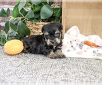 Small #3 Schnauzer (Miniature)