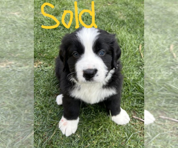 Medium Photo #5 Bordernese Puppy For Sale in LATROBE, PA, USA