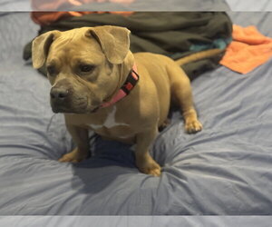 Maci- low rider love - Female American Pit Bull Terrier-Unknown Mix Dog for Adoption - Photo #2