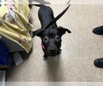 Small #6 American Pit Bull Terrier-Labrador Retriever Mix
