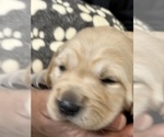 Small Photo #14 Golden Retriever Puppy For Sale in BRANDON, FL, USA