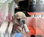 Small Photo #1 French Bulldog Puppy For Sale in PETERSBURG, VA, USA