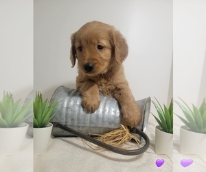 Golden Retriever Puppy for sale in GOODYEAR, AZ, USA