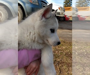 Siberian Husky Puppy for sale in PLAINS, MT, USA