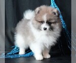 Small #3 Pomeranian