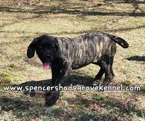 Mastiff Puppy for sale in CABOOL, MO, USA