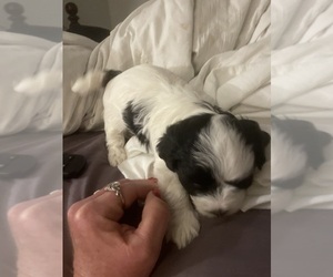 ShihPoo Puppy for sale in MECHANICSVILLE, VA, USA