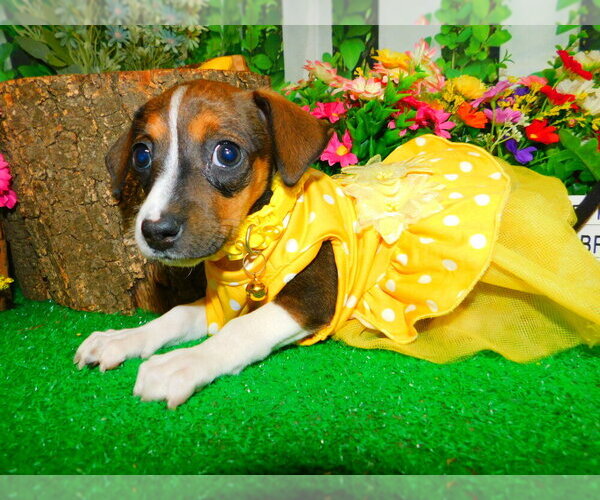 Medium Photo #3 Jack Russell Terrier Puppy For Sale in HAMMOND, IN, USA