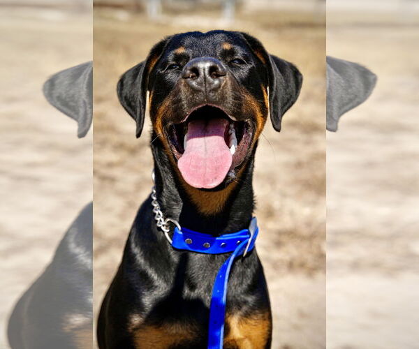 Medium Photo #2 Doberman Pinscher Puppy For Sale in Devine, TX, USA