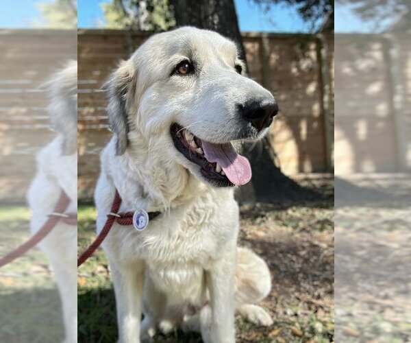Medium Photo #3 Great Pyrenees Puppy For Sale in Spring, TX, USA