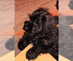 AKC Ryan - Male Schnauzer (Miniature) Puppy for Sale - Photo #3