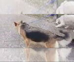 Small #1 German Shepherd Dog