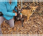 Small #2 Mutt