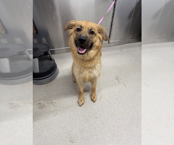 Medium Photo #1 German Shepherd Dog-Unknown Mix Puppy For Sale in Fairbanks, AK, USA