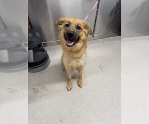 German Shepherd Dog-Unknown Mix Dogs for adoption in Fairbanks, AK, USA