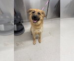 Small German Shepherd Dog Mix