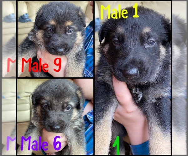 Medium Photo #1 German Shepherd Dog Puppy For Sale in ROCKFORD, IL, USA