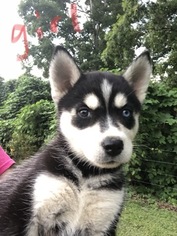 Siberian Husky Puppy for sale in RED BOILING SPRINGS, TN, USA