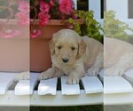 Small Photo #2 Goldendoodle Puppy For Sale in MIFFLINBURG, PA, USA