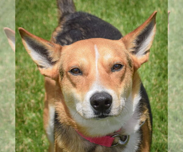 Medium Photo #2 Carolina Dog-German Shepherd Dog Mix Puppy For Sale in Huntley, IL, USA