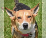Small #1 Carolina Dog-German Shepherd Dog Mix