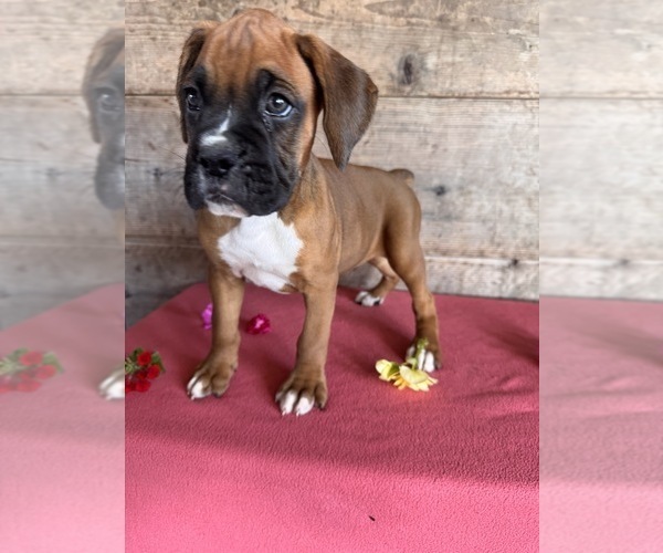 Medium Photo #11 Boxer Puppy For Sale in VERMONTVILLE, MI, USA
