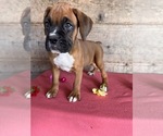 Small #10 Boxer