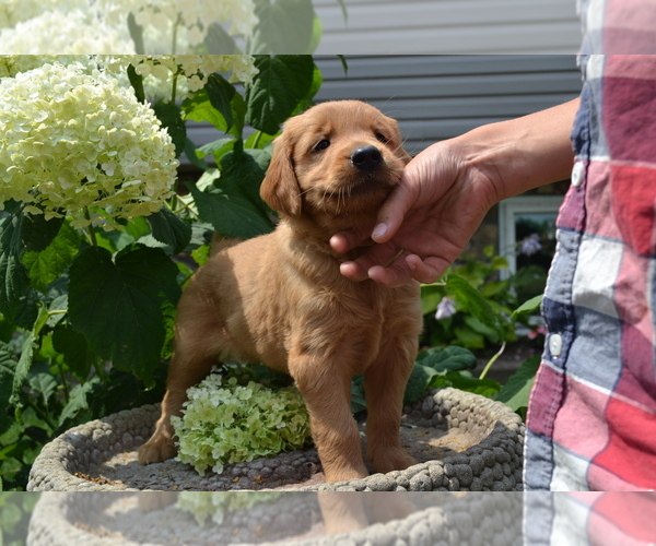 Medium Photo #14 Golden Retriever Puppy For Sale in GREENWOOD, WI, USA