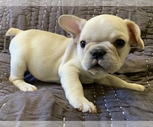 French Bulldog Puppy for sale in ATL, GA, USA