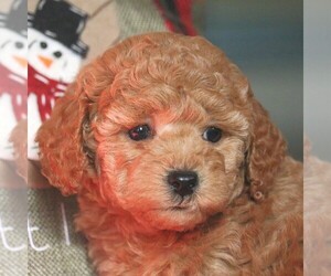 Goldendoodle-Poodle (Toy) Mix Puppy for sale in PARADISE, PA, USA