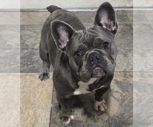 French Bulldog Puppy for sale in NORTH PORT, FL, USA