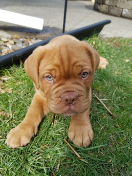 Medium Photo #1 Dogue de Bordeaux Puppy For Sale in SPRINGFIELD, IL, USA